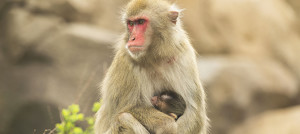 Japanese macaque Ono and her baby boy, who was born May 2. | © Todd Rosenberg Photography 2015