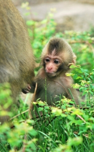 Obu, a snow monkey, was born May 2 and named Friday after a public poll online. | Lincoln Park Zoo