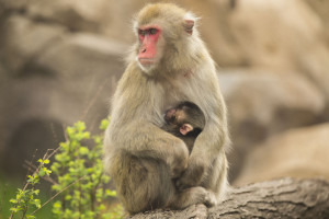 Ono, a Japanese Macaque, holds her baby Obu, who was born May 2 and named Friday after a public poll online. | Lincoln Park Zoo