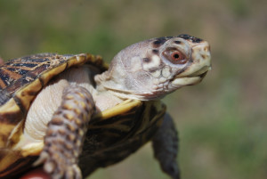 A Lincoln Park Zoo program helps increase the population of the ornate box turtle, a threatened species native to Illinois. | Lincoln Park Zoo photo