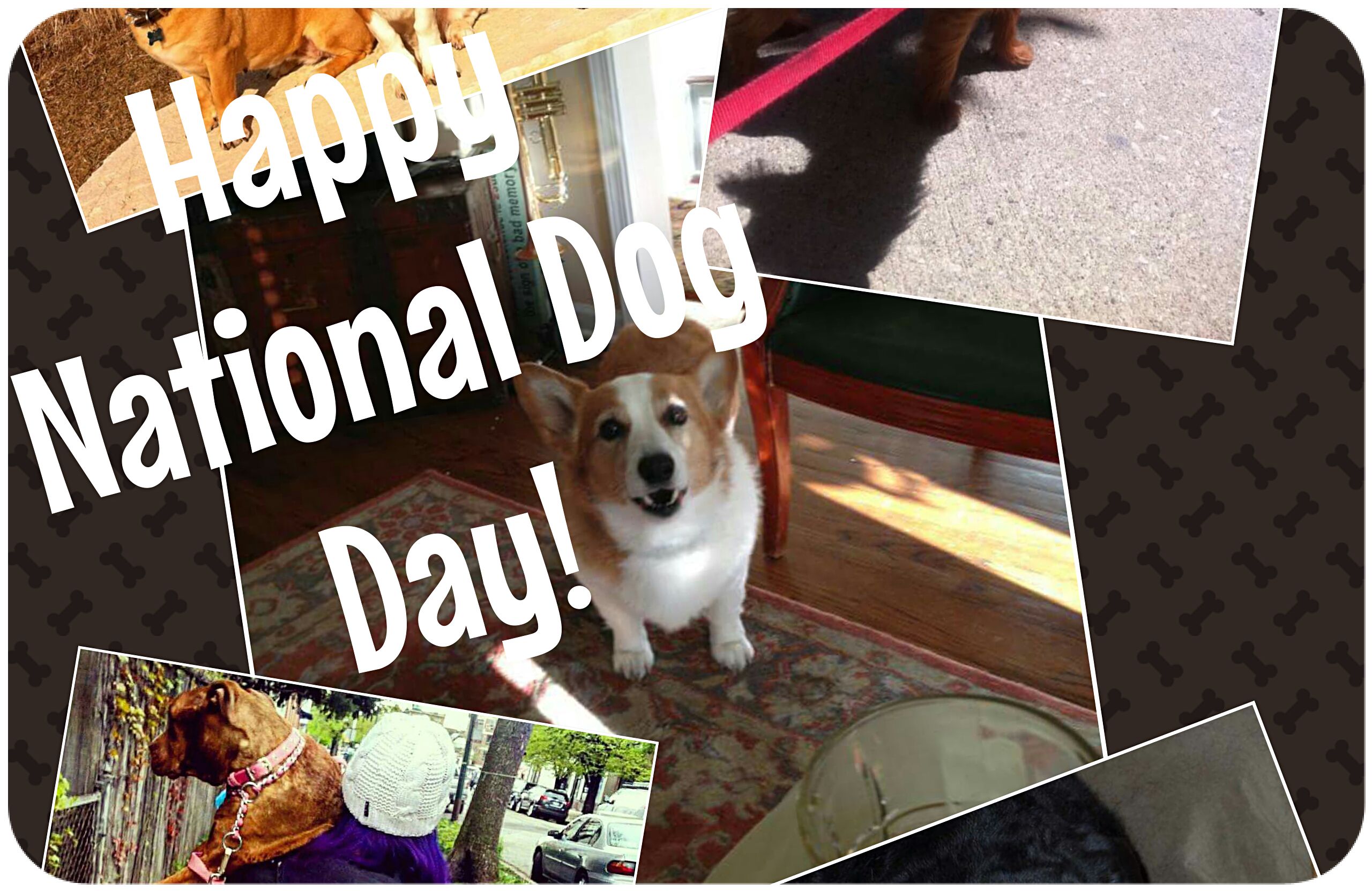 Happy National Dog Day WLSAM 890 WLSAM