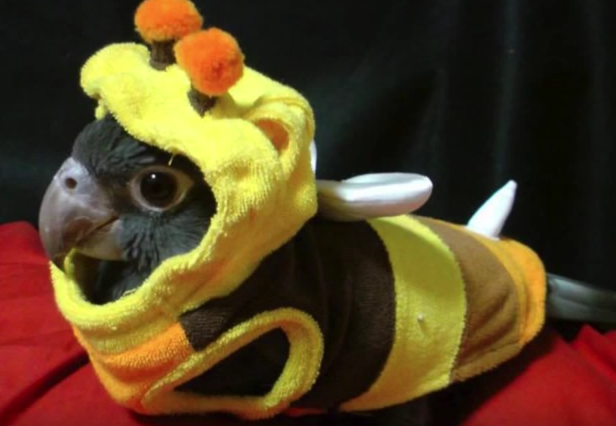 Dress Up Your Pet For Halloween!